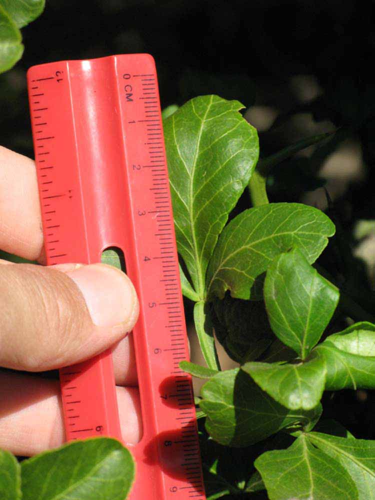              Trifoliolate leaf (Riverside, CA)       